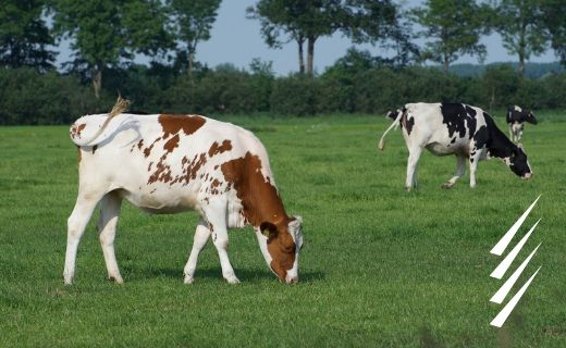 Fiordo loto Parcial Trastornos metabólicos en las vacas lecheras - Fatro