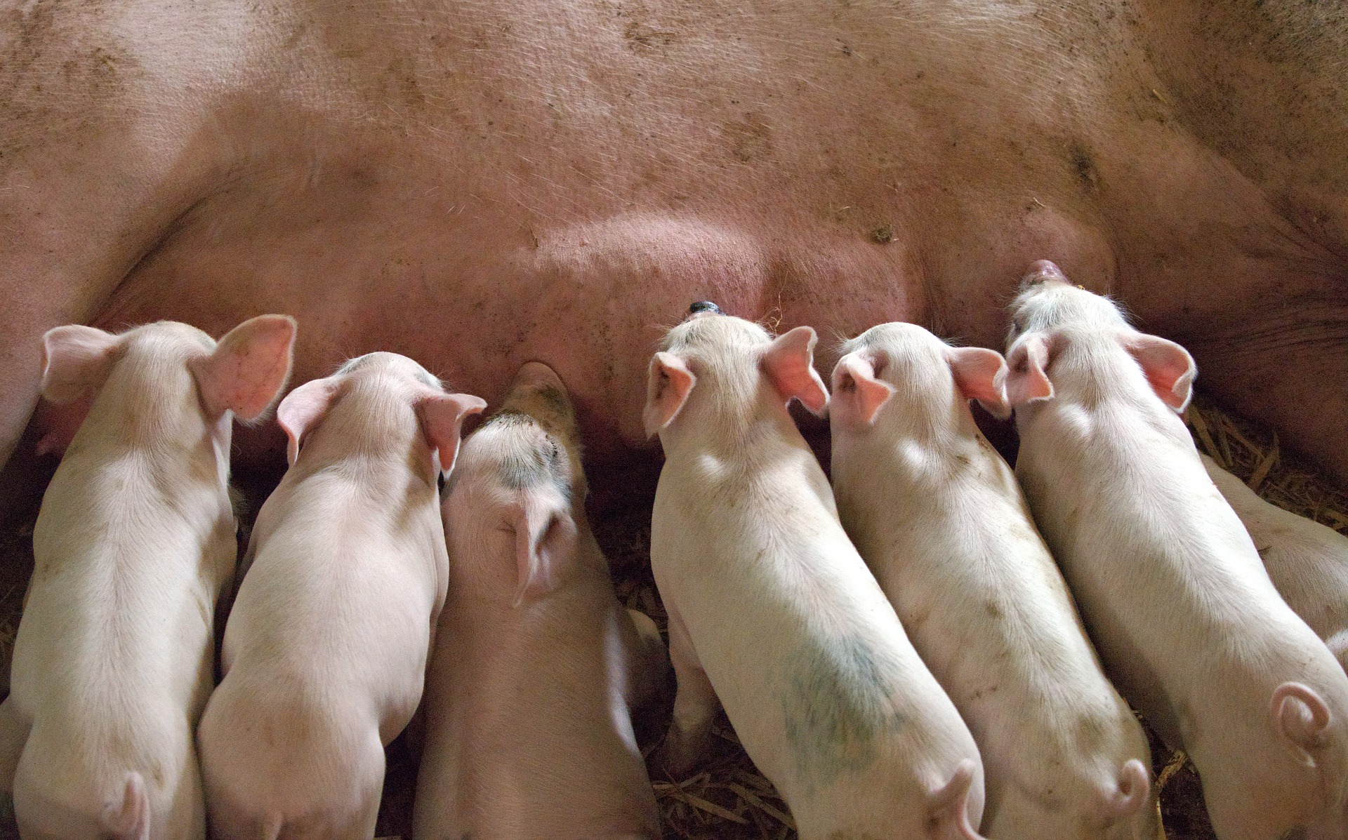 Calostro y manejo de lechones de cerdas hiperprolíficas