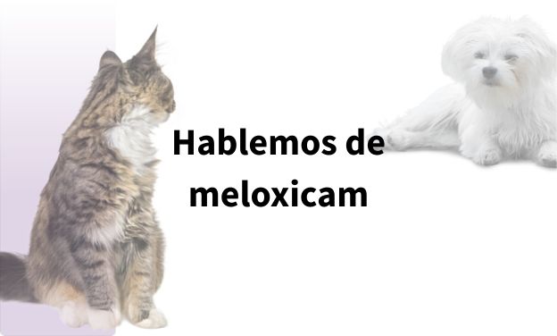 Hablemos de meloxicam