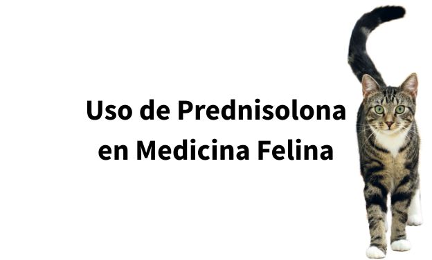 Uso de Prednisolona en Medicina Felina: Patologías, Dosificación y Efectos Secundarios