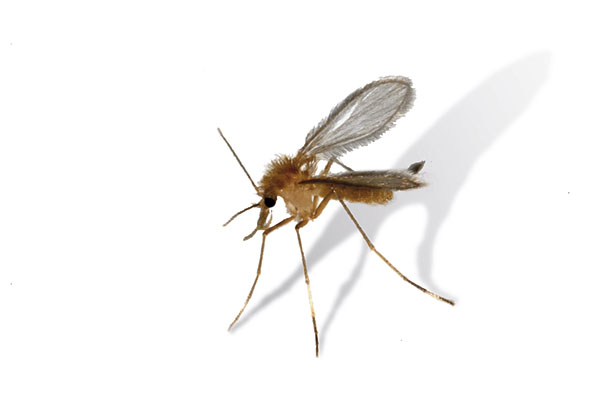Diagnóstico de Leishmania infantum. Pruebas de confirmación e interpretación en el contexto clínico.