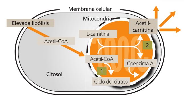 L-Carnitina, optimizador energético y productivo en ganadería