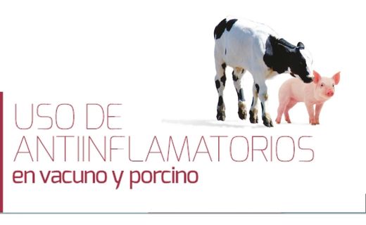 Uso de antiinflamatorios en Vacuno y Porcino