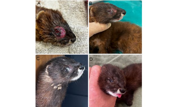 Primer informe del tratamiento y seguimiento a corto plazo de un visón europeo (Mustela lutreola) con leishmaniosis en España