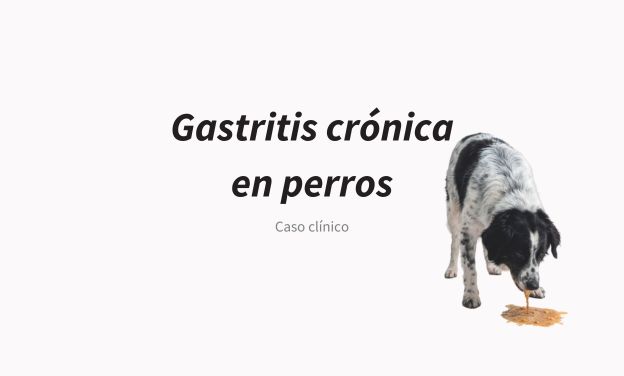Gastritis crónica en perros