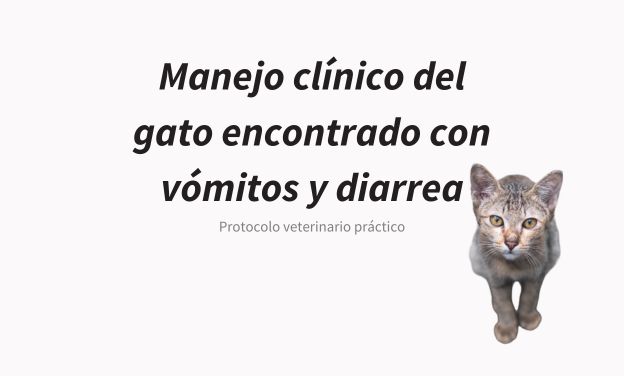Manejo clínico del gato encontrado con vómitos y diarrea: protocolo veterinario práctico