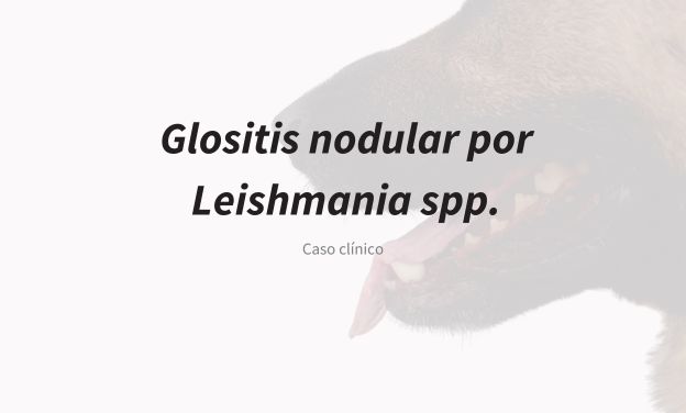 Glositis nodular por Leishmania spp. en perros: diagnóstico y manejo clínico