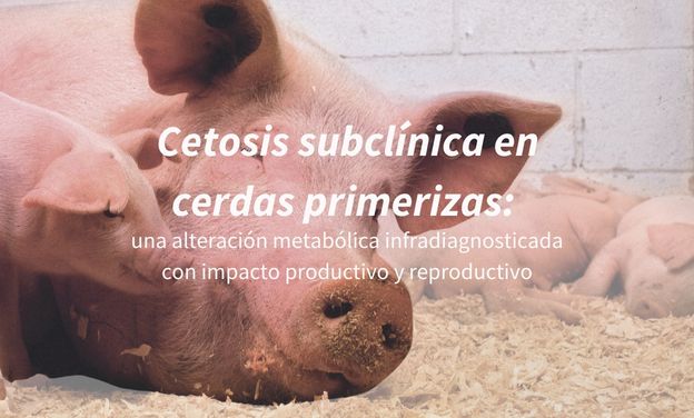 Cetosis subclínica en cerdas primerizas: una alteración metabólica infradiagnosticada con impacto productivo y reproductivo