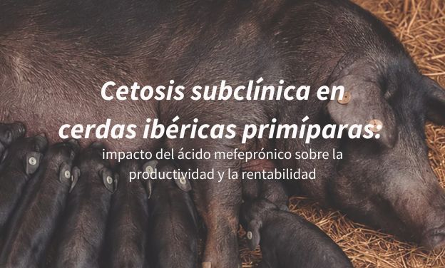 Cetosis subclínica en cerdas ibéricas primíparas: impacto del ácido mefeprónico sobre la productividad y la rentabilidad
