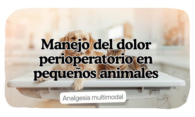 Manejo del dolor perioperatorio en pequeños animales: analgesia multimodal