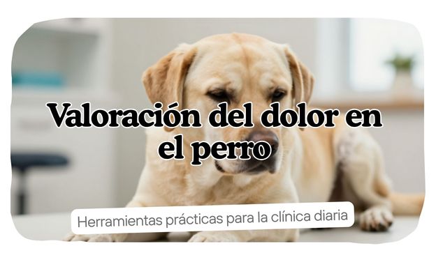 Valoración del dolor en el perro: herramientas prácticas para la clínica diaria