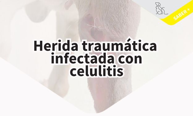 Herida traumática infectada con celulitis