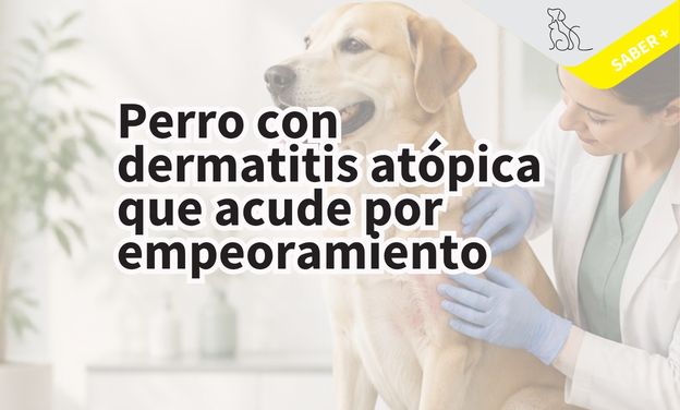 Perro con dermatitis atópica que acude por empeoramiento