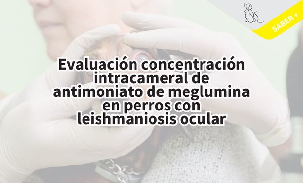 Evaluación concentración intracameral de antimoniato de meglumina en perros con leishmaniosis ocular